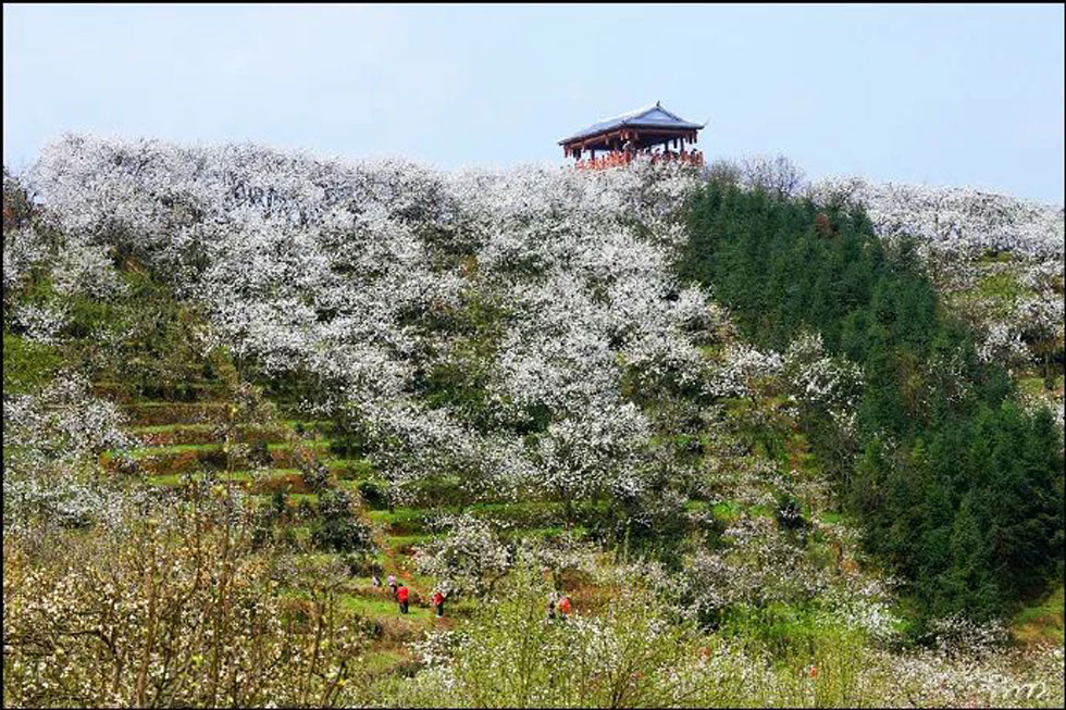 【春天，广西桂林灌阳县向您发出邀请！】我们在灌阳看梨花 - 游山玩水 - 大连生活社区 - 大连28生活网 dl.28life.net