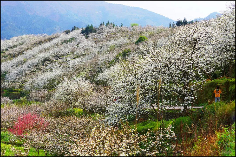 【春天，广西桂林灌阳县向您发出邀请！】我们在灌阳看梨花 - 游山玩水 - 大连生活社区 - 大连28生活网 dl.28life.net