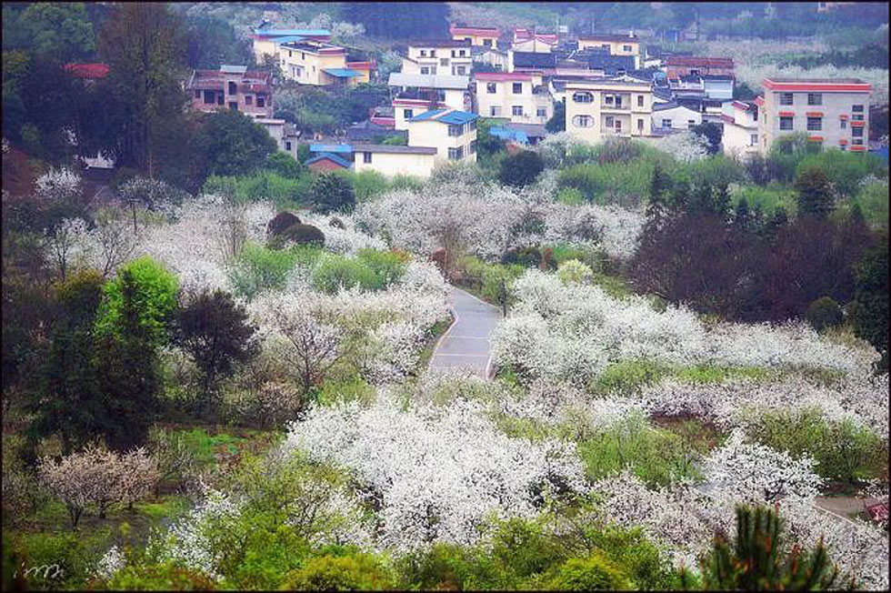 【春天，广西桂林灌阳县向您发出邀请！】我们在灌阳看梨花 - 游山玩水 - 大连生活社区 - 大连28生活网 dl.28life.net
