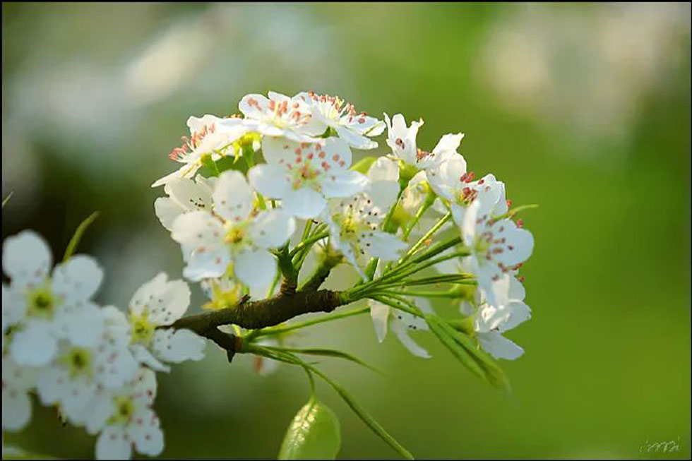【春天，广西桂林灌阳县向您发出邀请！】我们在灌阳看梨花 - 游山玩水 - 大连生活社区 - 大连28生活网 dl.28life.net