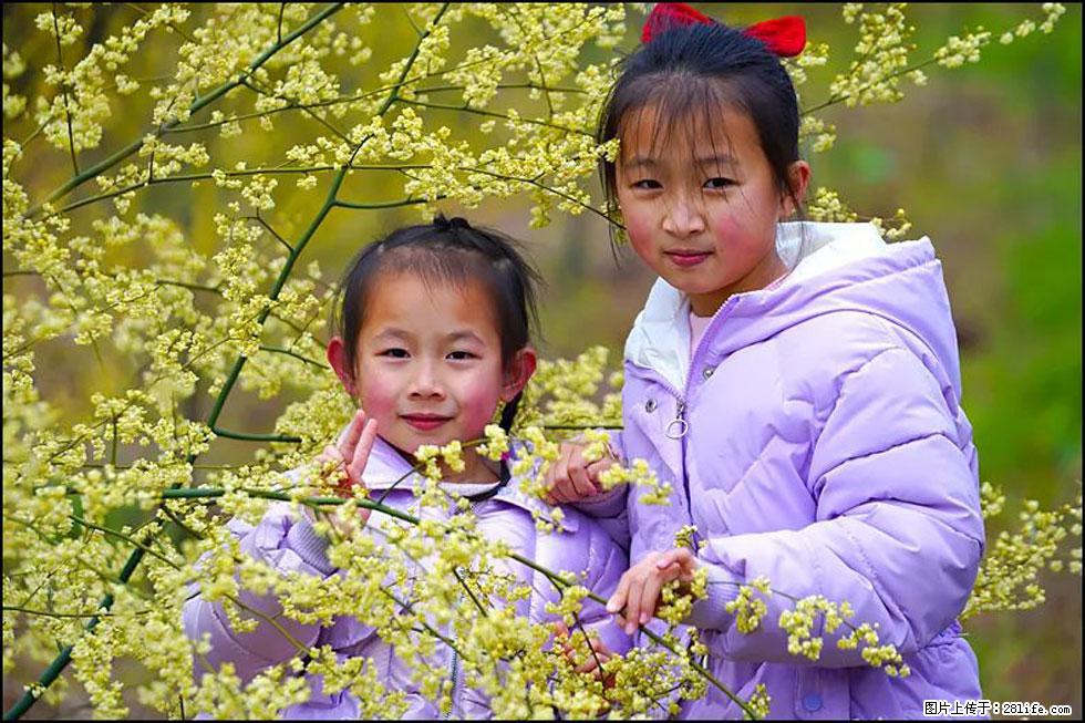 【春天，广西桂林灌阳县向您发出邀请！】米珠山前有片山苍子花在飘香 - 游山玩水 - 大连生活社区 - 大连28生活网 dl.28life.net
