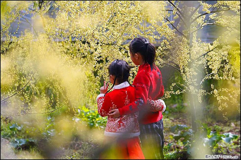 【春天，广西桂林灌阳县向您发出邀请！】米珠山前有片山苍子花在飘香 - 游山玩水 - 大连生活社区 - 大连28生活网 dl.28life.net