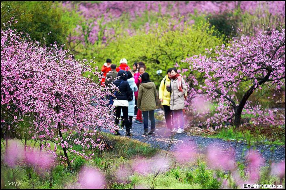 【春天，广西桂林灌阳县向您发出邀请！】官庄村有个醉美的桃花园 - 游山玩水 - 大连生活社区 - 大连28生活网 dl.28life.net