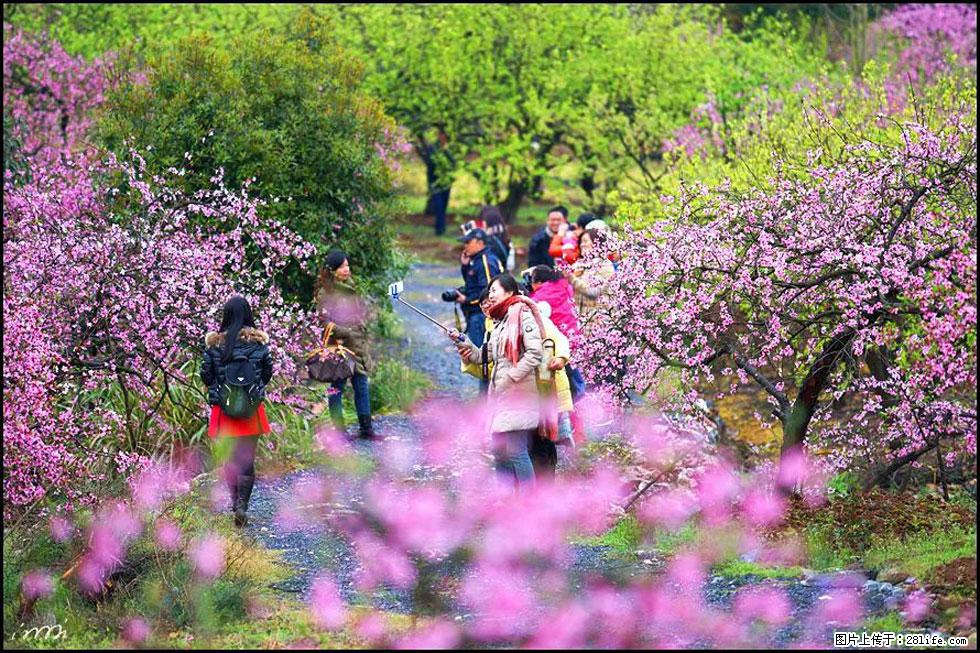 【春天，广西桂林灌阳县向您发出邀请！】官庄村有个醉美的桃花园 - 游山玩水 - 大连生活社区 - 大连28生活网 dl.28life.net