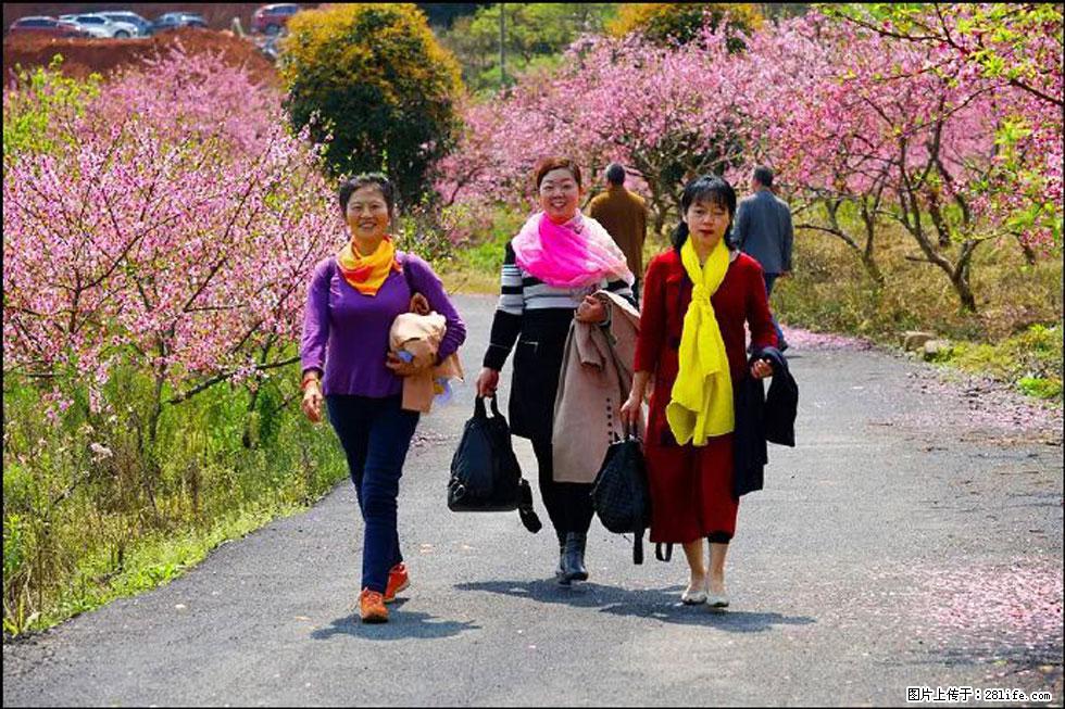 【春天，广西桂林灌阳县向您发出邀请！】官庄村有个醉美的桃花园 - 游山玩水 - 大连生活社区 - 大连28生活网 dl.28life.net