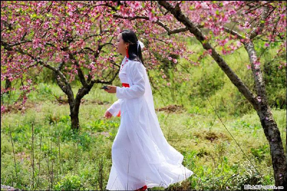 【春天，广西桂林灌阳县向您发出邀请！】官庄村有个醉美的桃花园 - 游山玩水 - 大连生活社区 - 大连28生活网 dl.28life.net