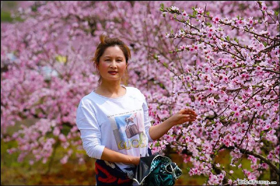 【春天，广西桂林灌阳县向您发出邀请！】官庄村有个醉美的桃花园 - 游山玩水 - 大连生活社区 - 大连28生活网 dl.28life.net