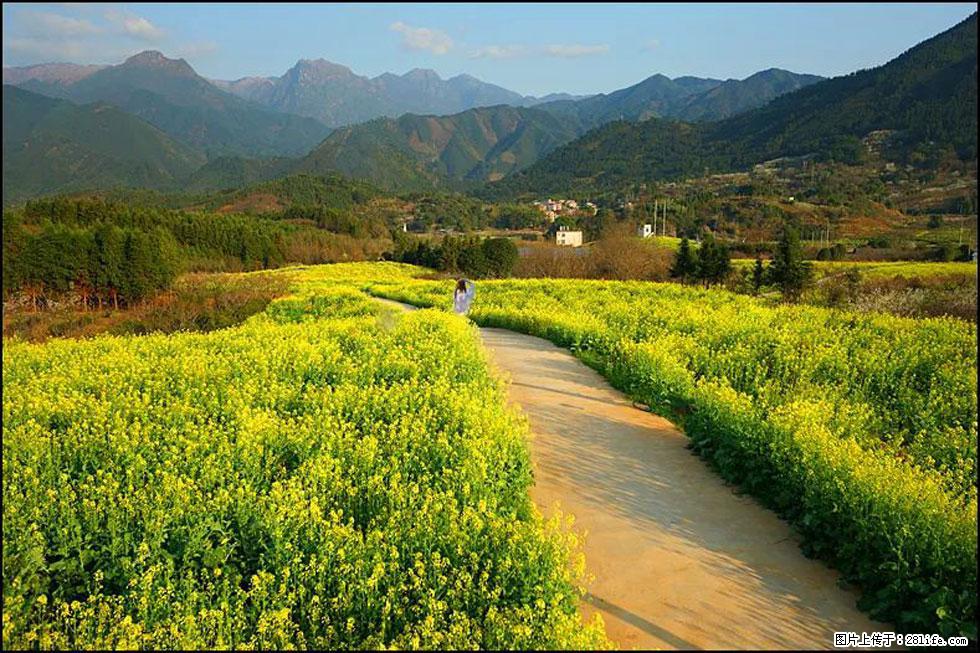 【春天，广西桂林灌阳县向您发出邀请！】长坪村油菜盛情花开 - 游山玩水 - 大连生活社区 - 大连28生活网 dl.28life.net