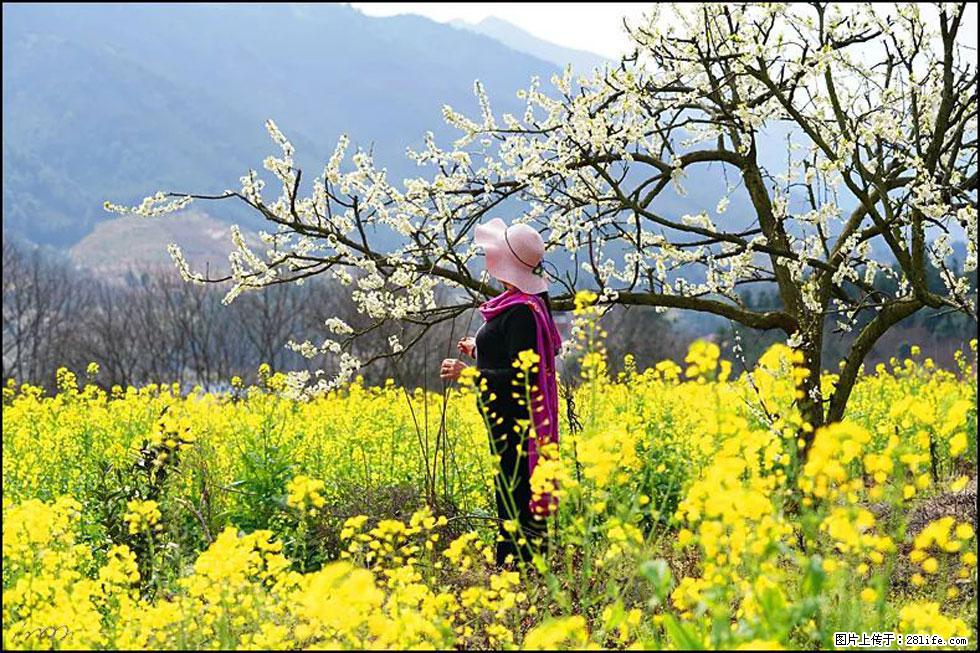 【春天，广西桂林灌阳县向您发出邀请！】长坪村油菜盛情花开 - 游山玩水 - 大连生活社区 - 大连28生活网 dl.28life.net