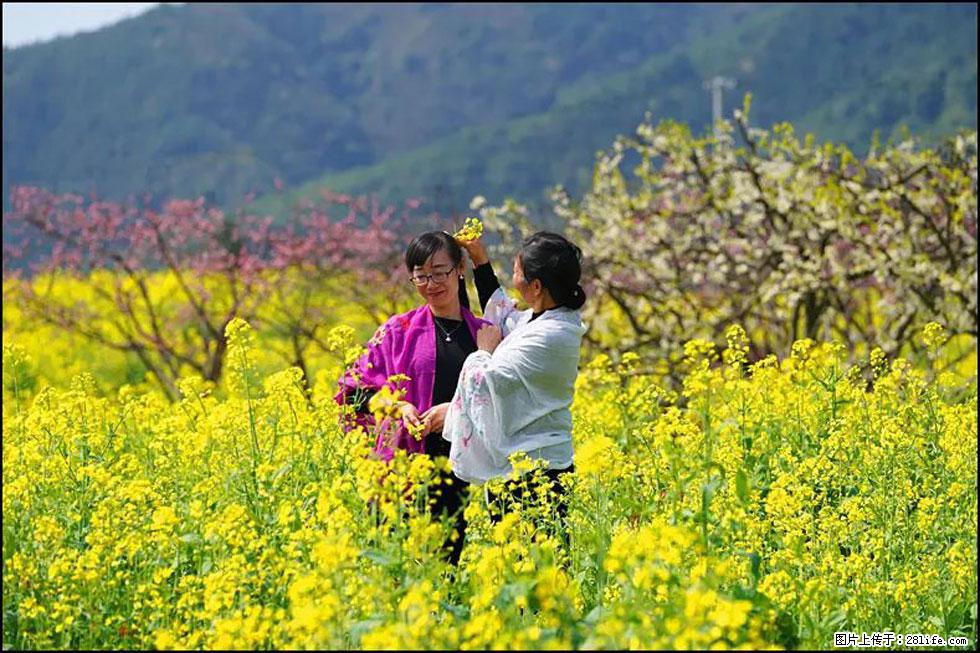 【春天，广西桂林灌阳县向您发出邀请！】长坪村油菜盛情花开 - 游山玩水 - 大连生活社区 - 大连28生活网 dl.28life.net