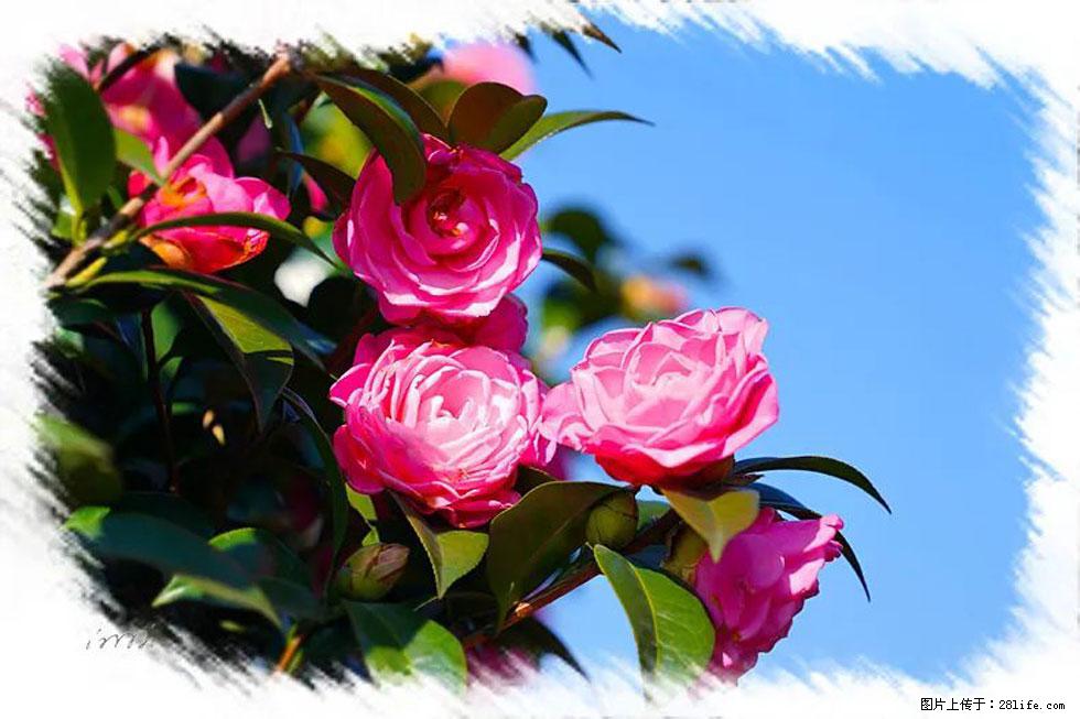 【春天，广西桂林灌阳县向您发出邀请！】杨柳井茶花惹人爱 - 游山玩水 - 大连生活社区 - 大连28生活网 dl.28life.net