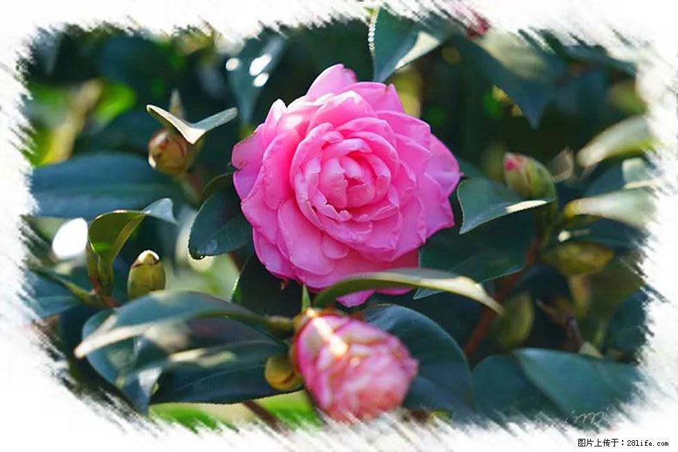 【春天，广西桂林灌阳县向您发出邀请！】杨柳井茶花惹人爱 - 游山玩水 - 大连生活社区 - 大连28生活网 dl.28life.net