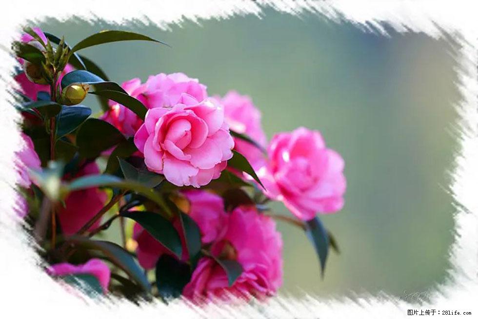 【春天，广西桂林灌阳县向您发出邀请！】杨柳井茶花惹人爱 - 游山玩水 - 大连生活社区 - 大连28生活网 dl.28life.net