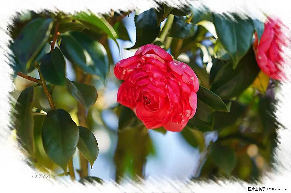 【春天，广西桂林灌阳县向您发出邀请！】杨柳井茶花惹人爱 - 游山玩水 - 大连生活社区 - 大连28生活网 dl.28life.net