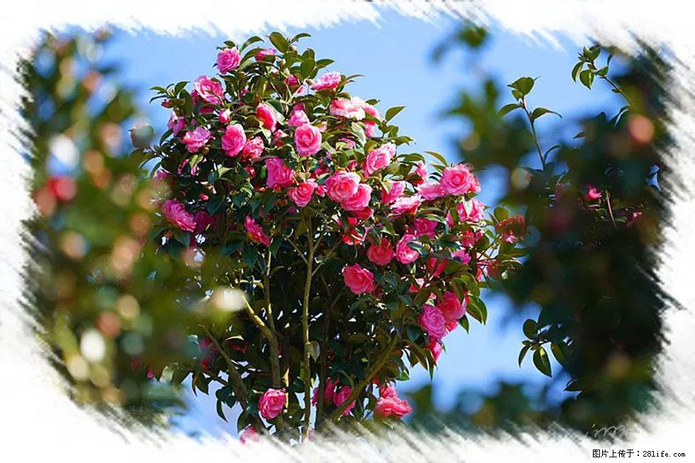 【春天，广西桂林灌阳县向您发出邀请！】杨柳井茶花惹人爱 - 游山玩水 - 大连生活社区 - 大连28生活网 dl.28life.net