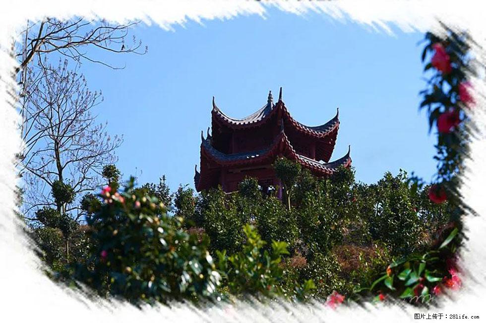 【春天，广西桂林灌阳县向您发出邀请！】杨柳井茶花惹人爱 - 游山玩水 - 大连生活社区 - 大连28生活网 dl.28life.net