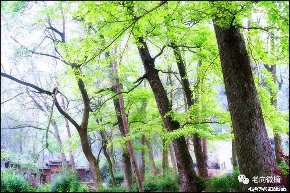 【春天，广西桂林灌阳县向您发出邀请！】在小龙村与春天约会 - 游山玩水 - 大连生活社区 - 大连28生活网 dl.28life.net