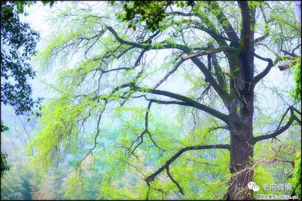 【春天，广西桂林灌阳县向您发出邀请！】在小龙村与春天约会 - 游山玩水 - 大连生活社区 - 大连28生活网 dl.28life.net