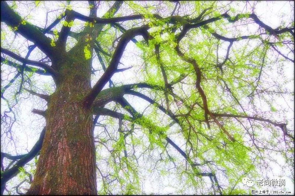 【春天，广西桂林灌阳县向您发出邀请！】在小龙村与春天约会 - 游山玩水 - 大连生活社区 - 大连28生活网 dl.28life.net