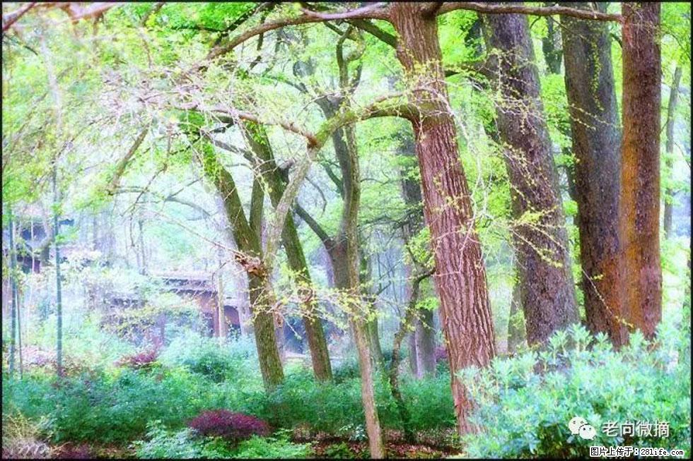 【春天，广西桂林灌阳县向您发出邀请！】在小龙村与春天约会 - 游山玩水 - 大连生活社区 - 大连28生活网 dl.28life.net