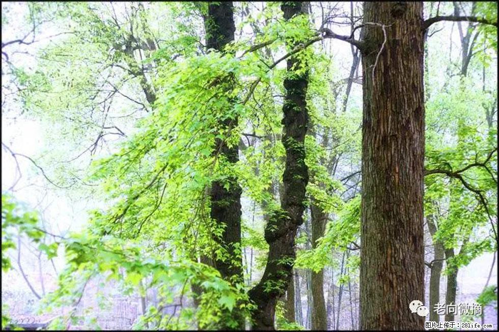 【春天，广西桂林灌阳县向您发出邀请！】在小龙村与春天约会 - 游山玩水 - 大连生活社区 - 大连28生活网 dl.28life.net