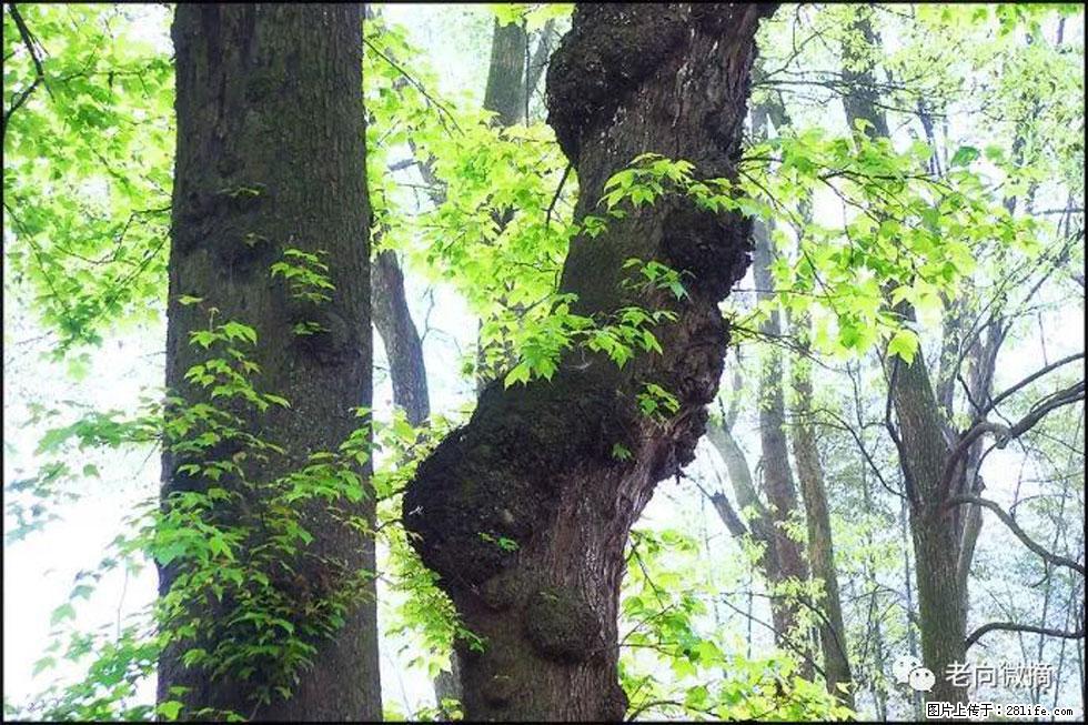 【春天，广西桂林灌阳县向您发出邀请！】在小龙村与春天约会 - 游山玩水 - 大连生活社区 - 大连28生活网 dl.28life.net