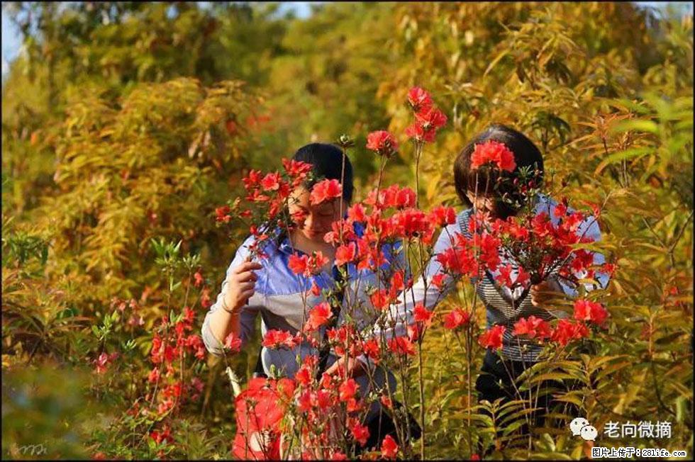 【春天，广西桂林灌阳县向您发出邀请！】登麒麟山，相约映山红 - 游山玩水 - 大连生活社区 - 大连28生活网 dl.28life.net