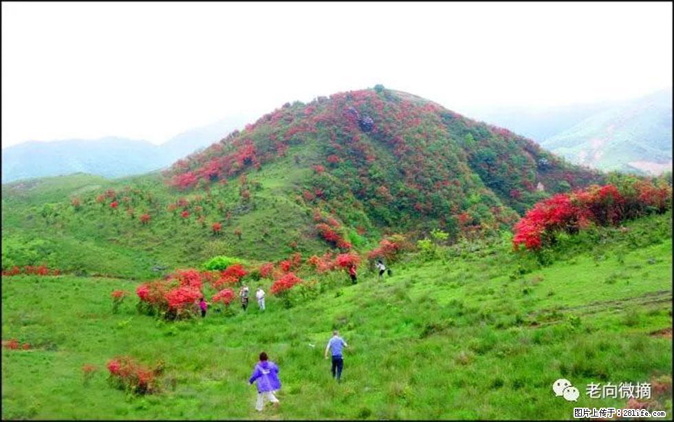 【春天，广西桂林灌阳县向您发出邀请！】宝盖山上映山红 - 游山玩水 - 大连生活社区 - 大连28生活网 dl.28life.net