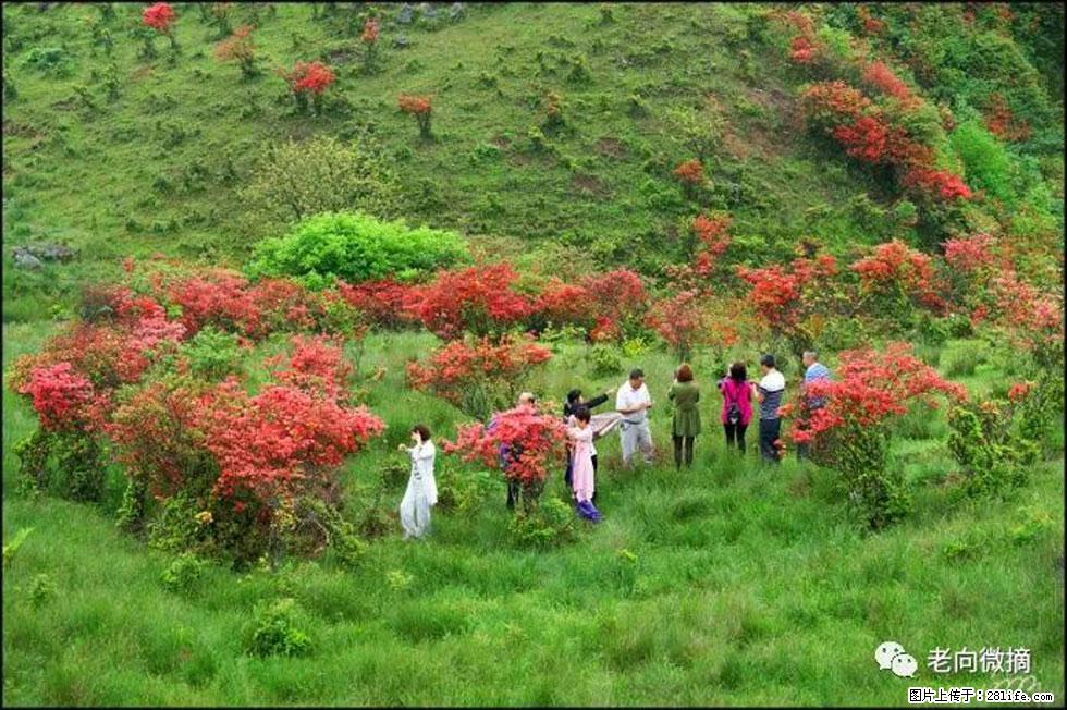 【春天，广西桂林灌阳县向您发出邀请！】宝盖山上映山红 - 游山玩水 - 大连生活社区 - 大连28生活网 dl.28life.net