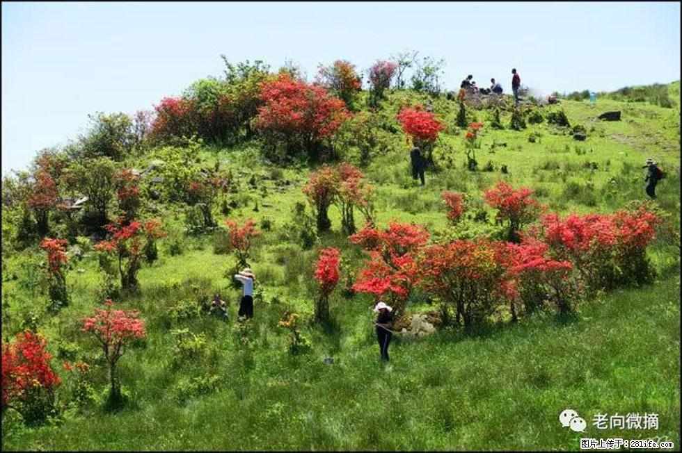 【春天，广西桂林灌阳县向您发出邀请！】宝盖山上映山红 - 游山玩水 - 大连生活社区 - 大连28生活网 dl.28life.net