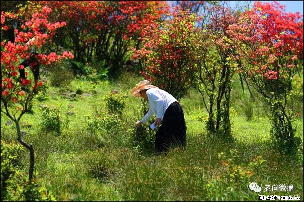 【春天，广西桂林灌阳县向您发出邀请！】宝盖山上映山红 - 游山玩水 - 大连生活社区 - 大连28生活网 dl.28life.net