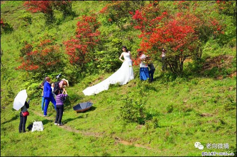 【春天，广西桂林灌阳县向您发出邀请！】宝盖山上映山红 - 游山玩水 - 大连生活社区 - 大连28生活网 dl.28life.net