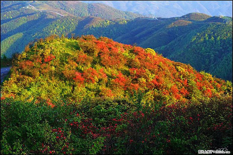 【春天，广西桂林灌阳县向您发出邀请！】春木界上映山红 - 游山玩水 - 大连生活社区 - 大连28生活网 dl.28life.net
