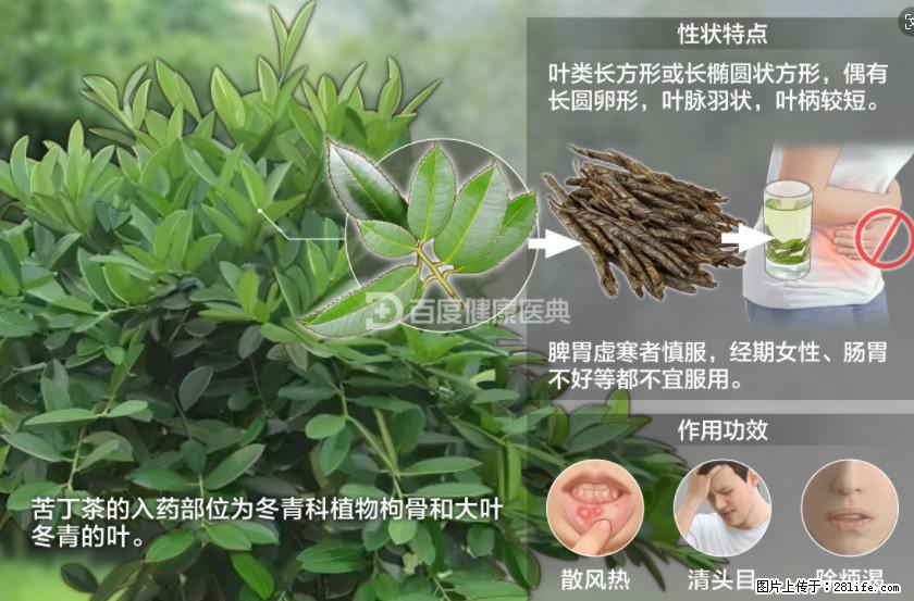 苦丁茶有哪些功效和作用 - 生活百科 - 大连生活社区 - 大连28生活网 dl.28life.net