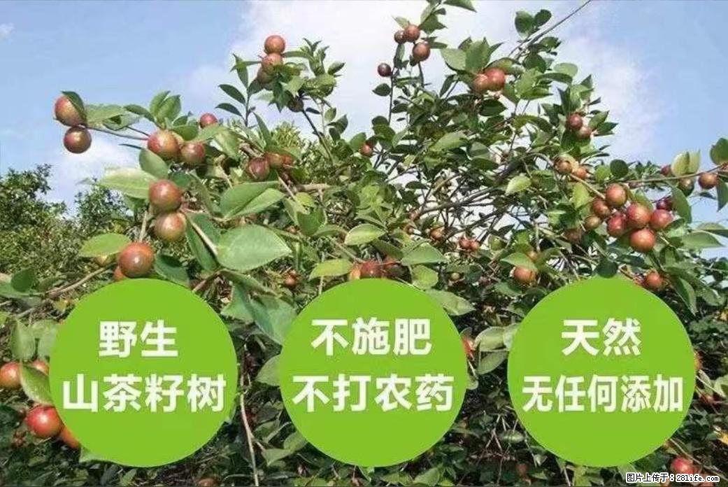 【灌阳县油茶产业示范区】一个有着充实的精神生活的人，对待身外之物自会有一种淡泊的态度 - 土特产 - 饮食特产 - 大连分类信息 - 大连28生活网 dl.28life.net