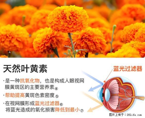 叶黄素有什么功效和作用 - 生活百科 - 大连生活社区 - 大连28生活网 dl.28life.net