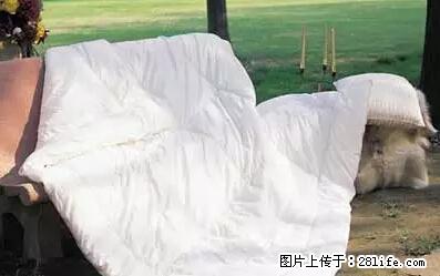 被子有异味？只要这样做，比晒太阳还强100倍！ - 家居生活 - 大连生活社区 - 大连28生活网 dl.28life.net