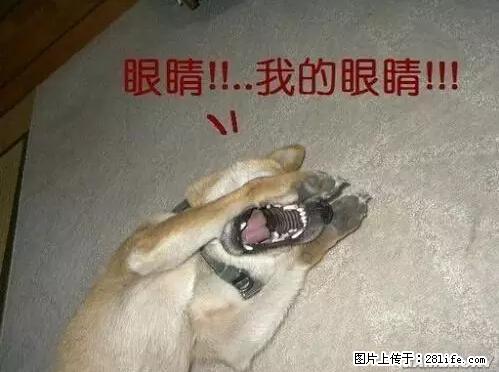 笑癫了！一女的怀孕三年未生，他终于忍不住了... - 娱乐八卦 - 大连生活社区 - 大连28生活网 dl.28life.net
