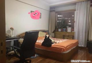 胜利路胜利花园 210医院 12中水仙小学 精装2居 家电全 - 大连28生活网 dl.28life.net