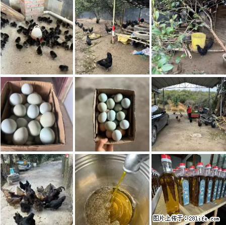 油茶园从小鸡仔开始养起的纯土鸡、土鸡蛋可以预定啦！还有前几天刚榨的纯山茶油哦 - 美食天地 - 大连生活社区 - 大连28生活网 dl.28life.net