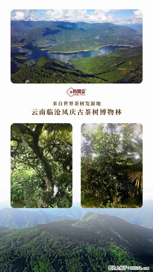 时间果百年古树2025年春红茶 - 购物交流 - 大连生活社区 - 大连28生活网 dl.28life.net