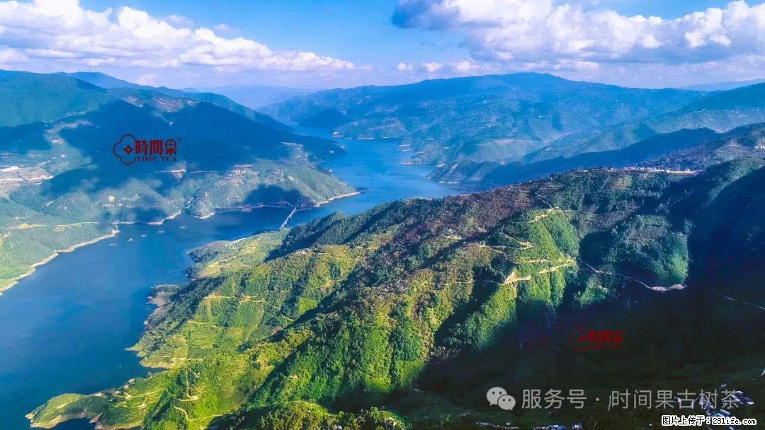 时间果百年古树龙珠普洱生茶 - 购物交流 - 大连生活社区 - 大连28生活网 dl.28life.net