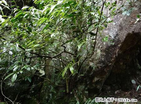 平乐石崖茶，珍贵仅次于金花茶 - 大连生活资讯 - 大连28生活网 dl.28life.net