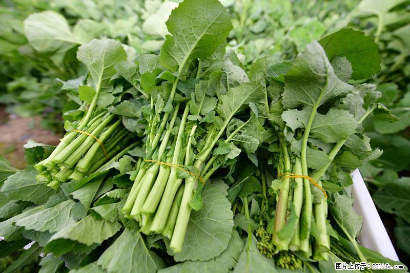 这些蔬菜是“天然钙片”，这6种被医生重点推荐 - 大连生活资讯 - 大连28生活网 dl.28life.net